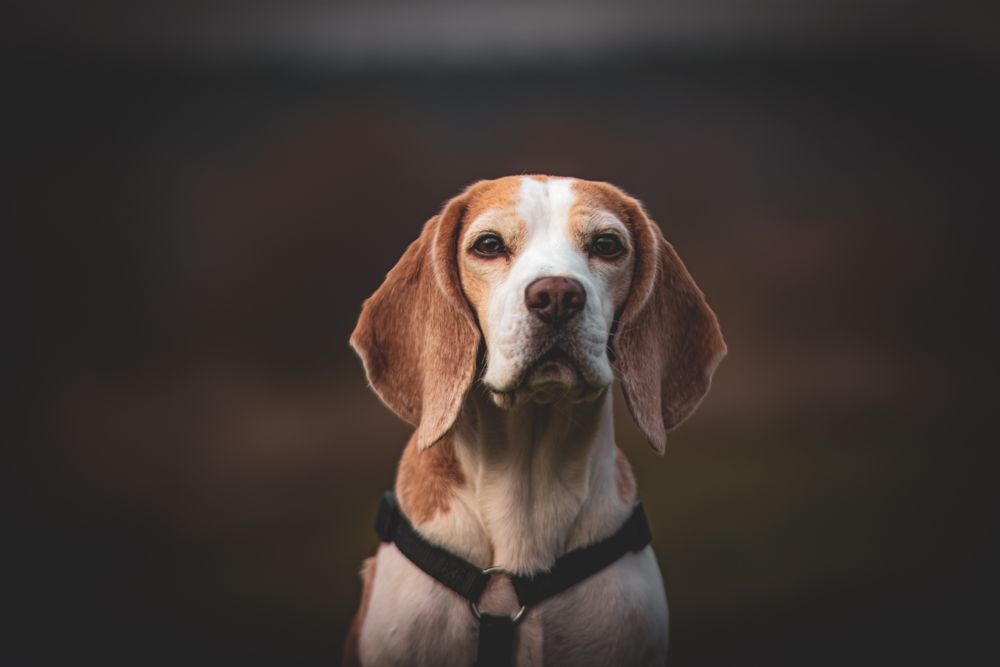 A brown and white beagle looking towards the camera