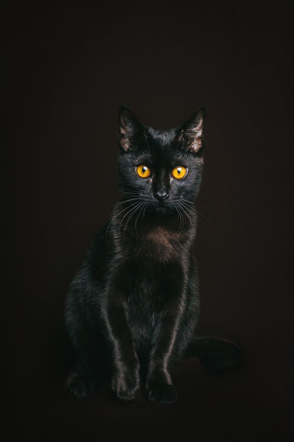 A black cat with golden eyes sitting against a dark background