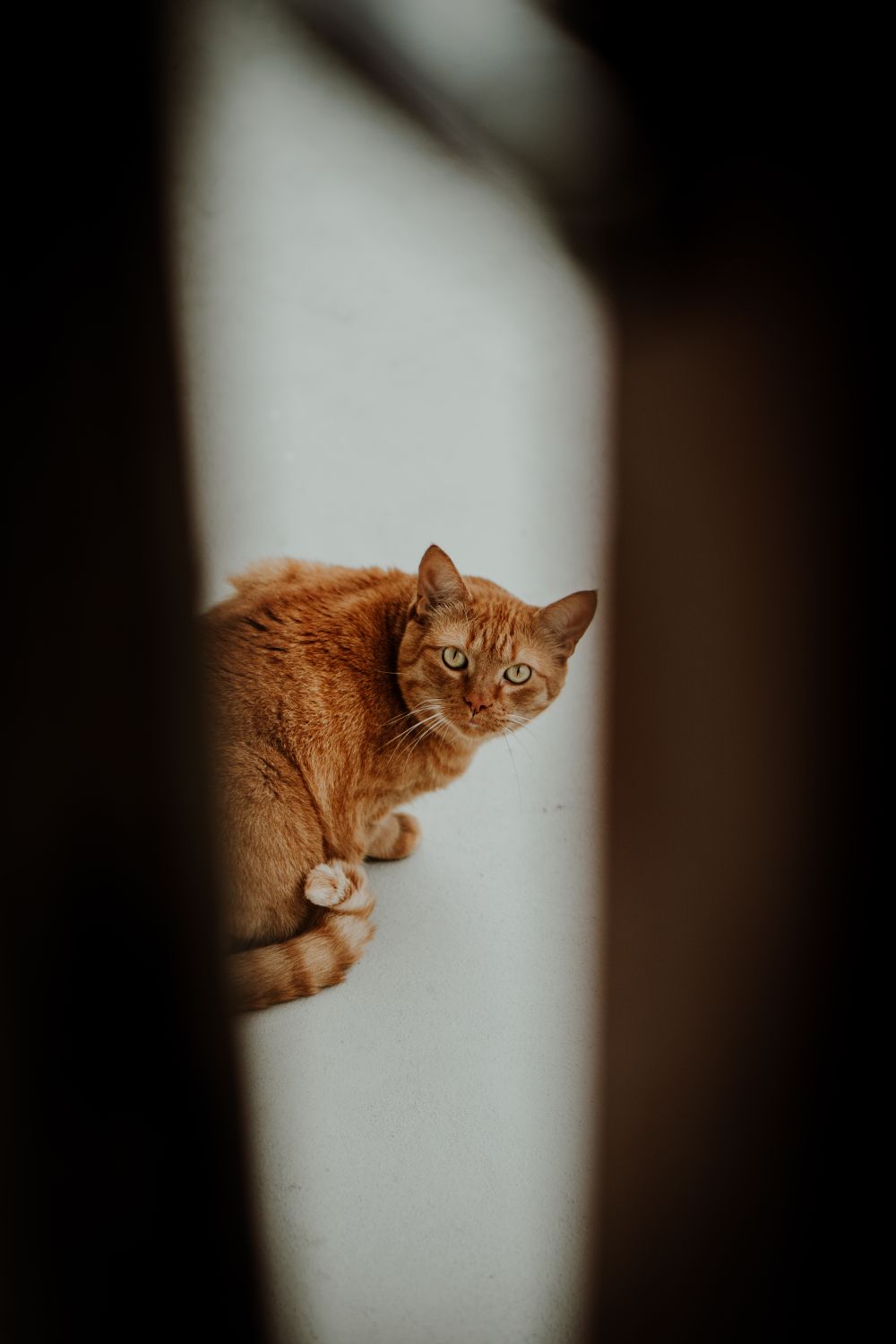 A ginger cat looking up from a softly lit doorway