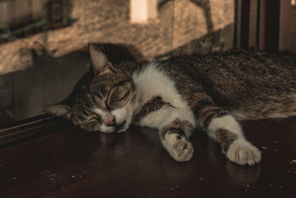 A tabby and white cat sleeping beside a sunlit window