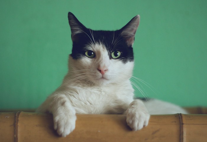A black and white cat resting its paws on a wooden box
