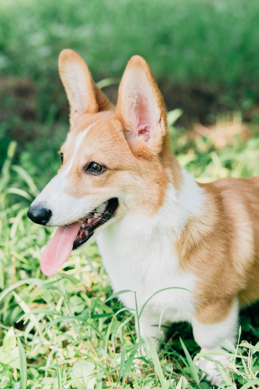 A corgi resting in the grass with its tongue out