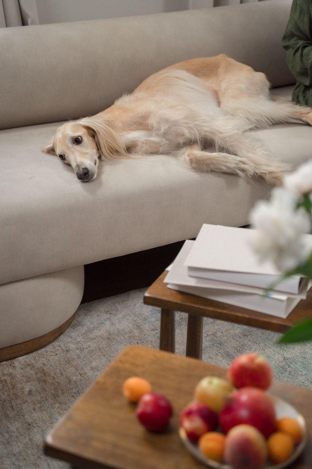 A long-haired dog stretched out on a soft beige sofa