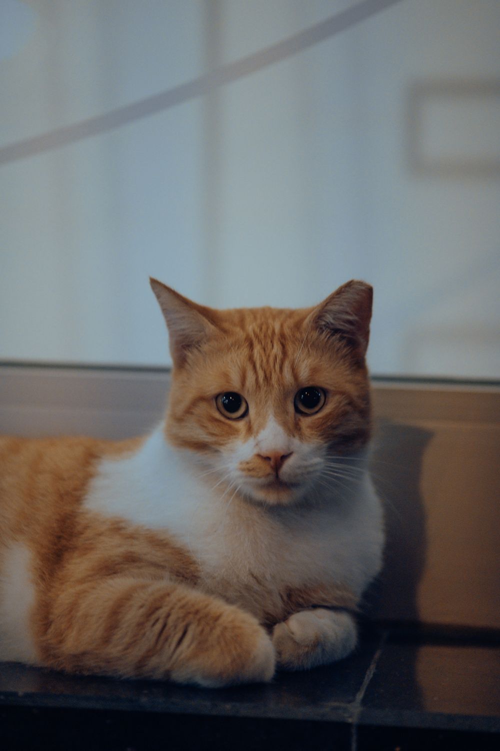 A ginger and white cat resting on a desk