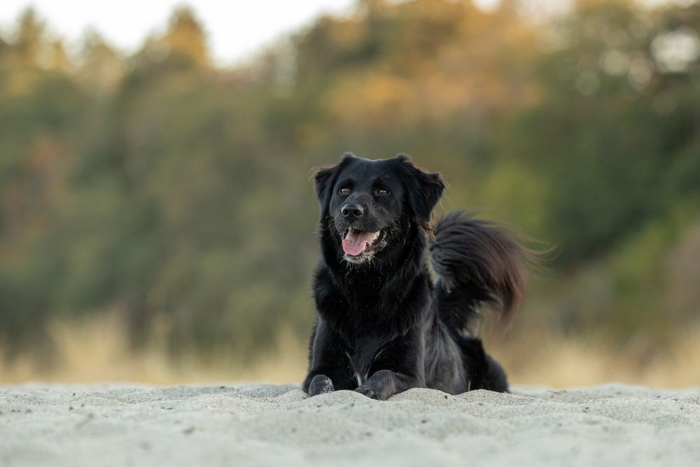 A black Labrador resting on the sand outdoors