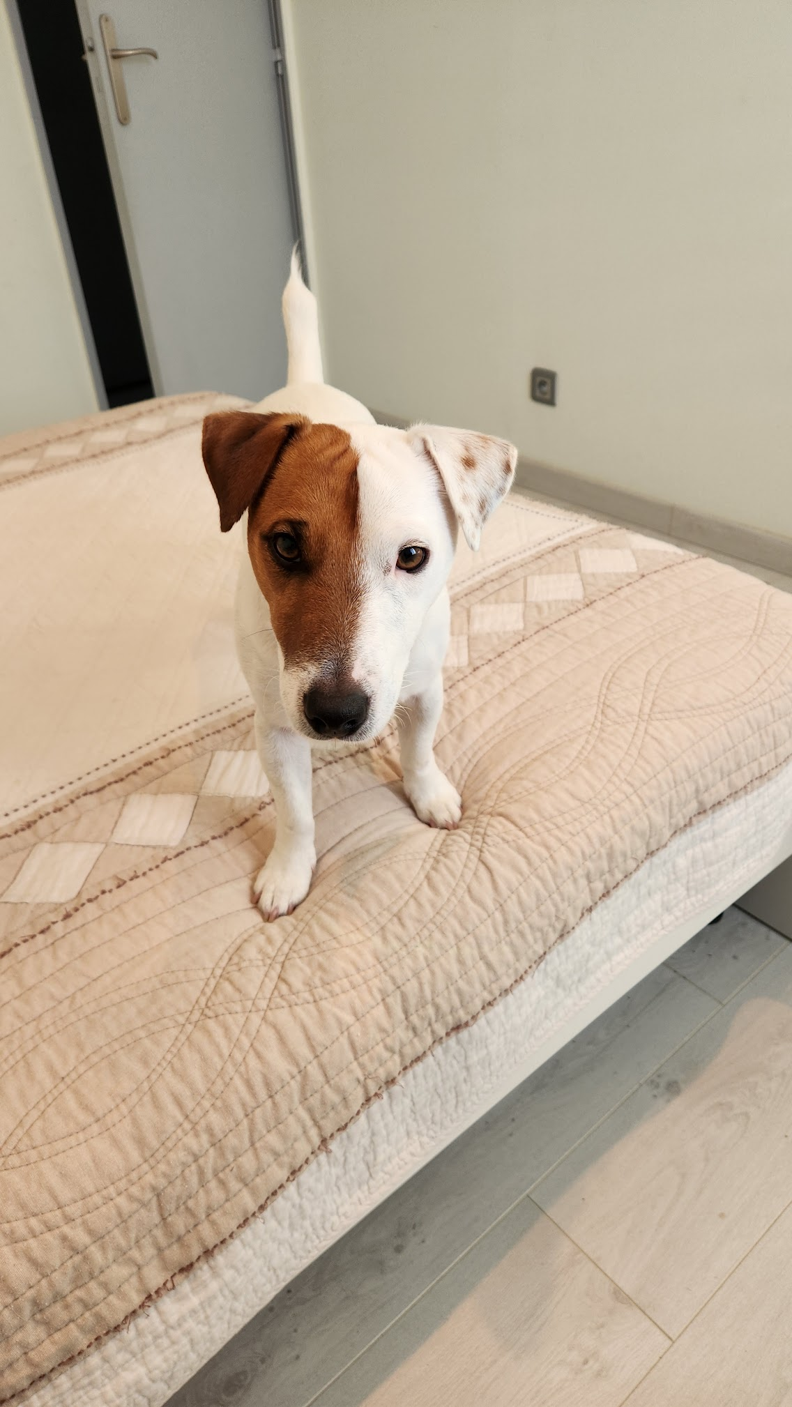 U6, Julien’s two-year-old Jack Russell, looking at the camera while standing on a bed
